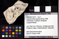 Foto (Objket + Etiketten) von Longodromites angustus (Reuss 1858) 